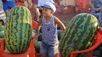 吃瓜高手免费观看全集,免费解锁全集，揭秘娱乐圈幕后真相  第2张